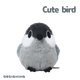 Great Tit